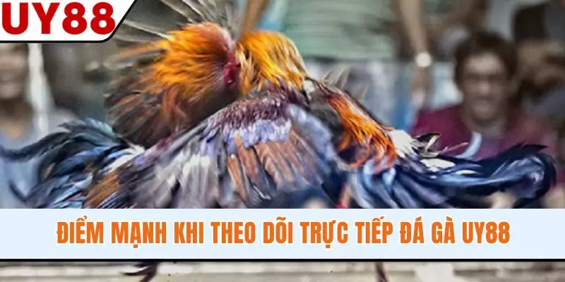 Điểm mạnh khi theo dõi trực tiếp đá gà